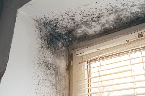 Affordable Basement Mold Removal solutions in Washington, IL