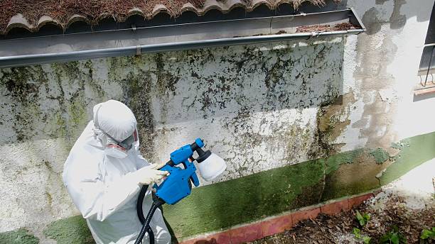 Trusted Crawl Space Mold Removal service in Washington, IL - Cheap Mold Removal